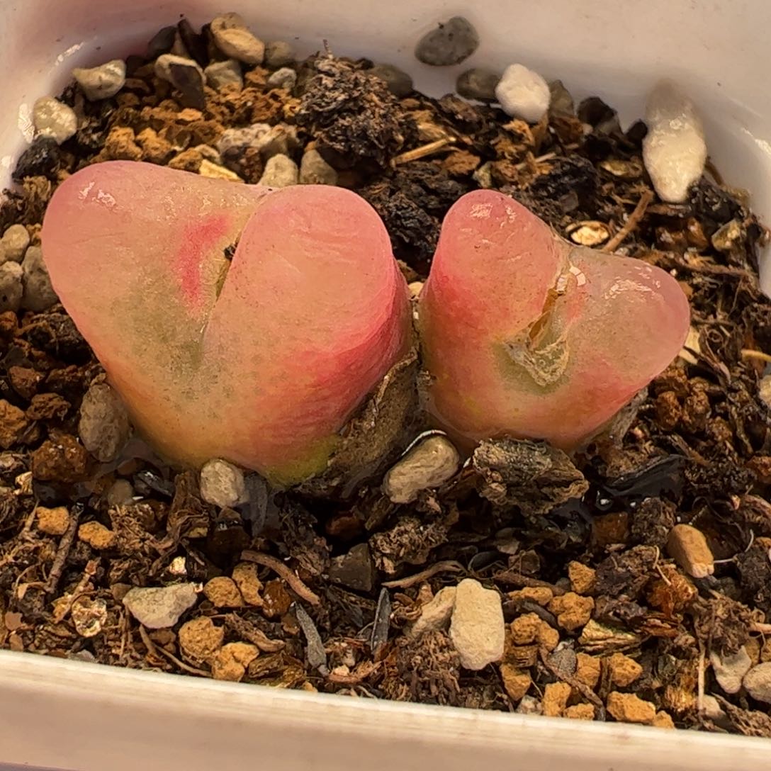 035多肉植物百科