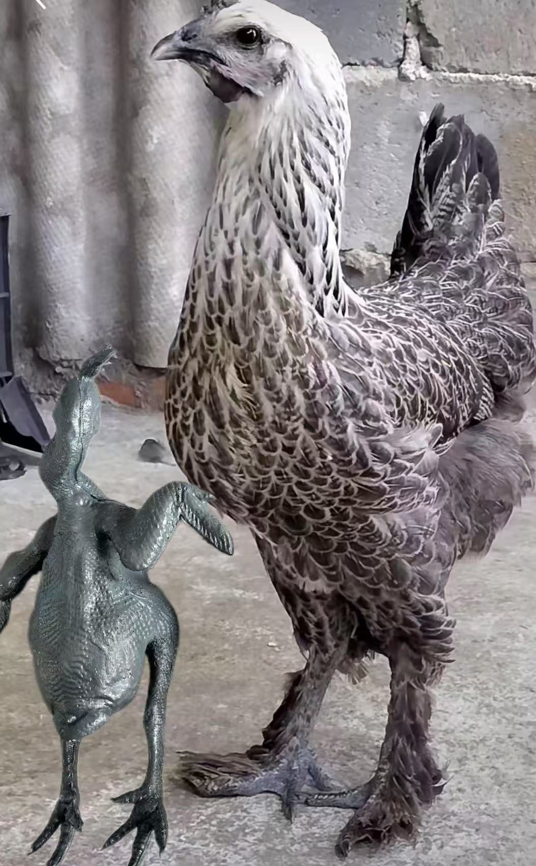 云南老品种青花土鸡发货1.1斤以上 包冰率不含冰