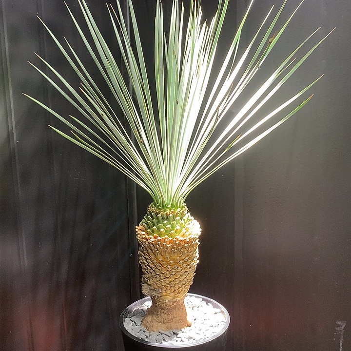 63稻草人哈哈哈哈哈哈哈哈