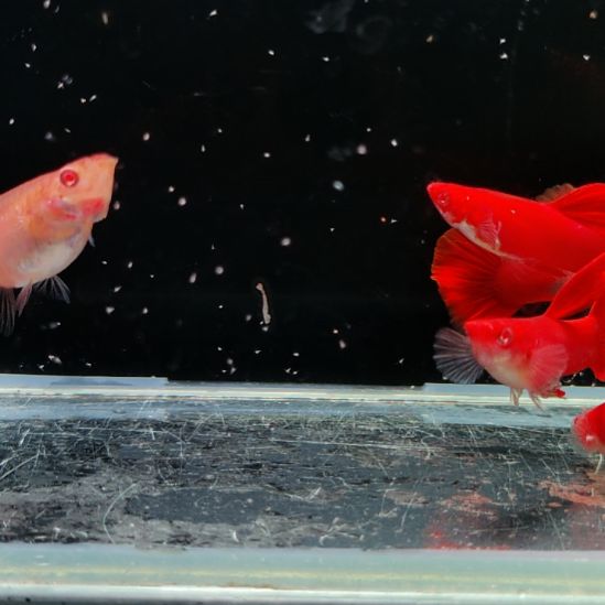 海水鱼血红大背三对