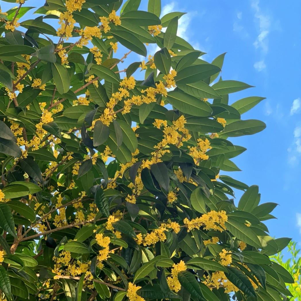 原生八月金桂  丹桂北方苗 浓香型 高度2.7-3米  粗度地径6公分