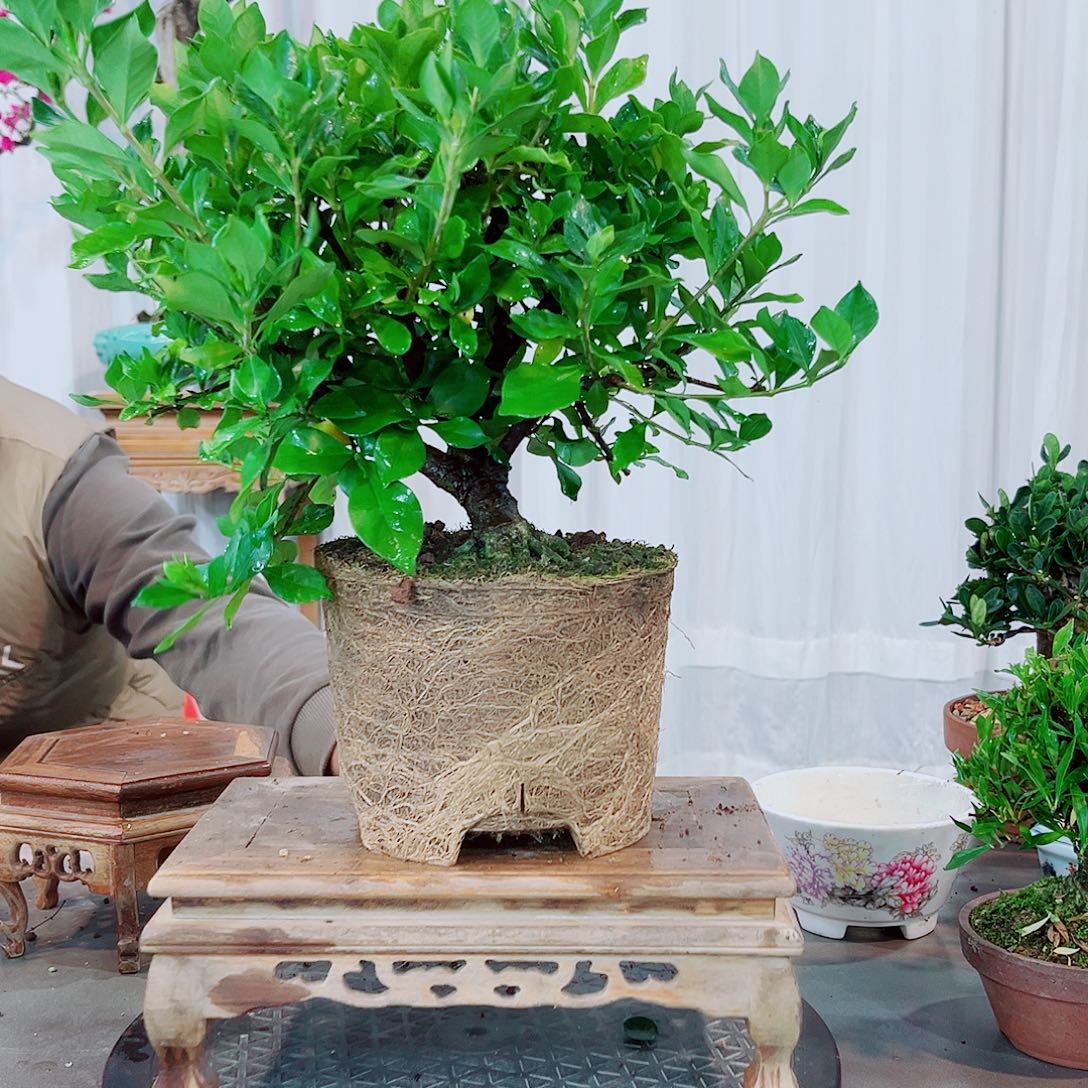 谨***言玉环栀子花花花花