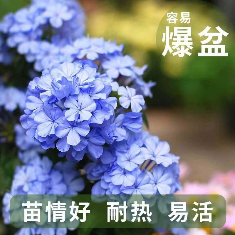 蓝雪花--蓝紫色灌木盆栽爬藤地栽多规格