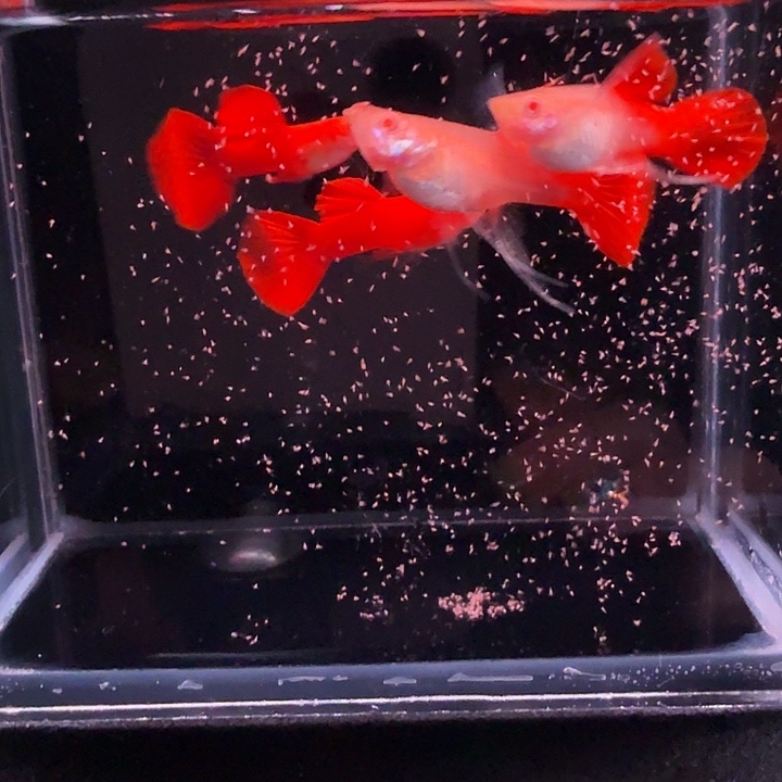 孔雀鱼血红大C2对