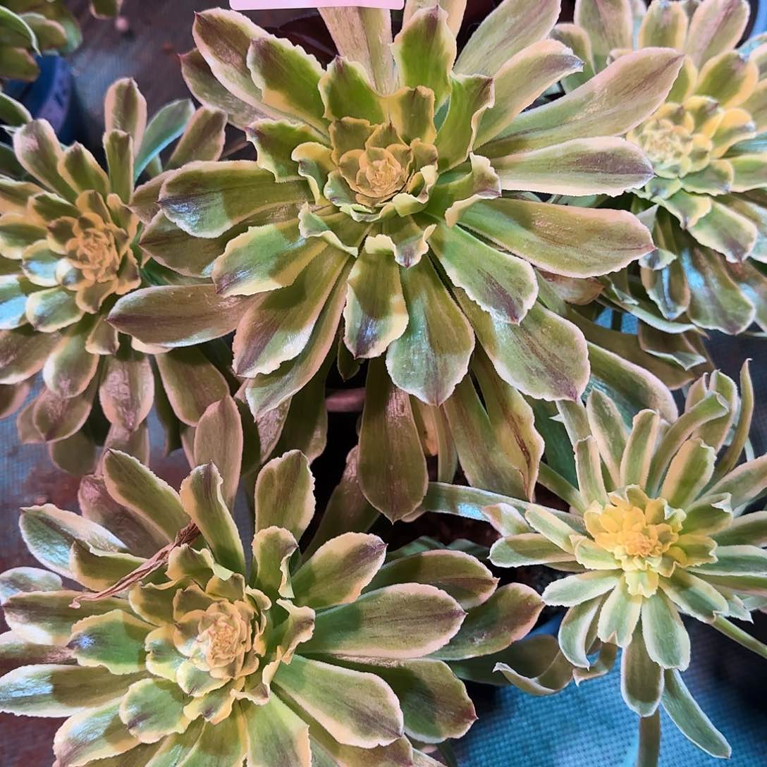 多肉植物萤火虫2059