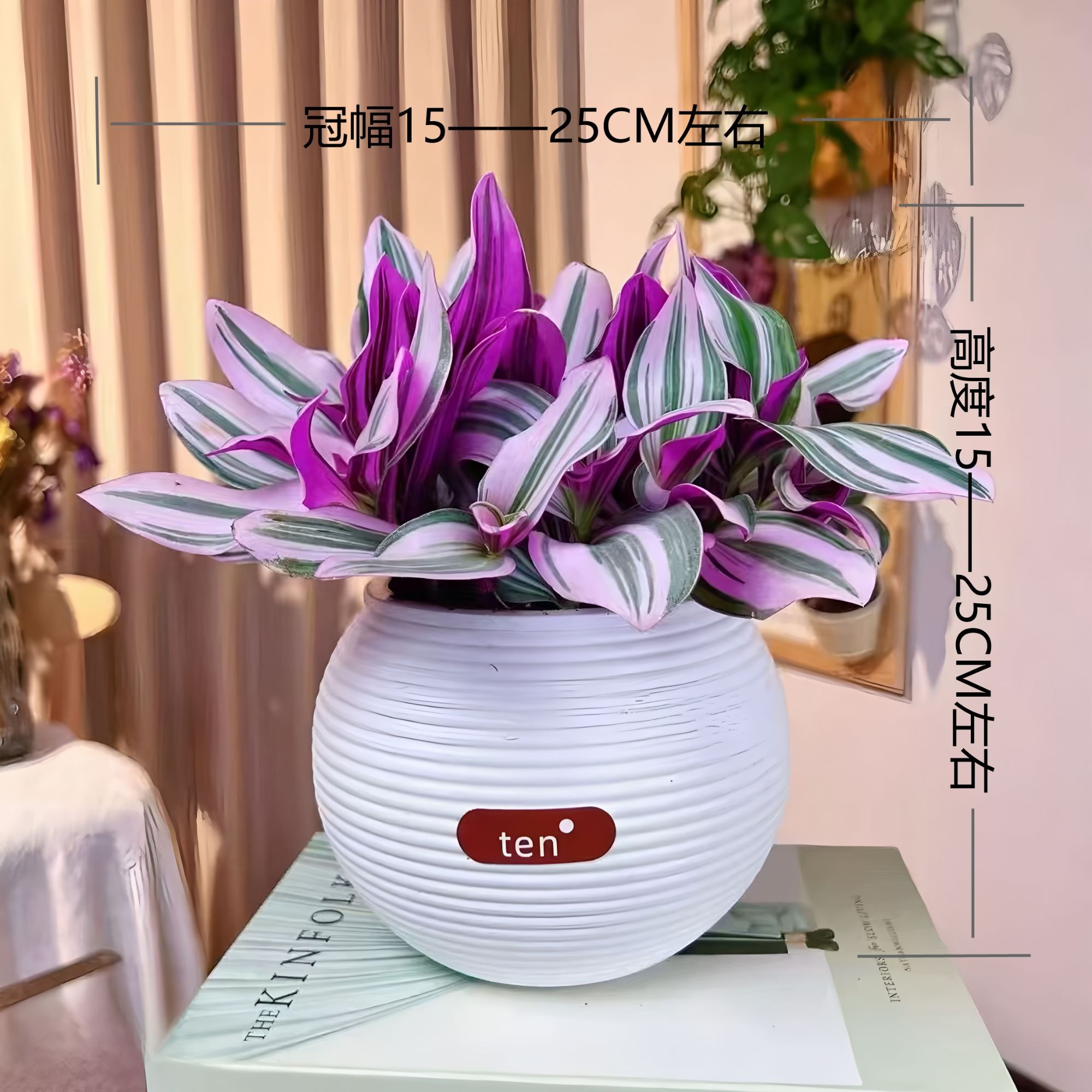 【婚礼油画吊兰】老杨紫精灵室内桌面盆栽清新空气绿植装饰