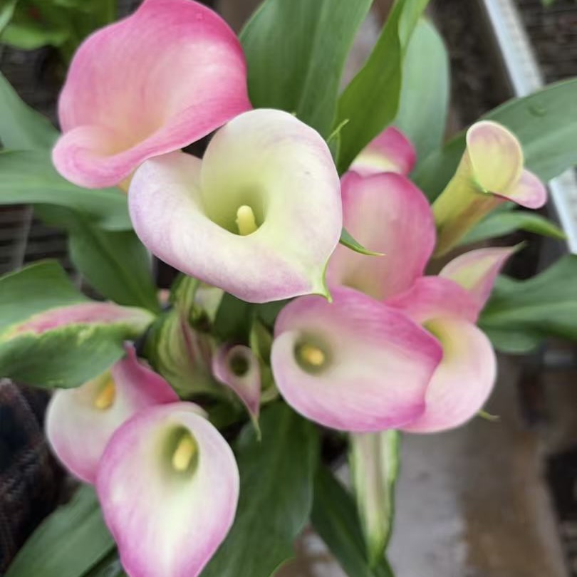 马蹄莲【王朝】高端切花盆栽多年生花卉带花苞发货室内散光易养护