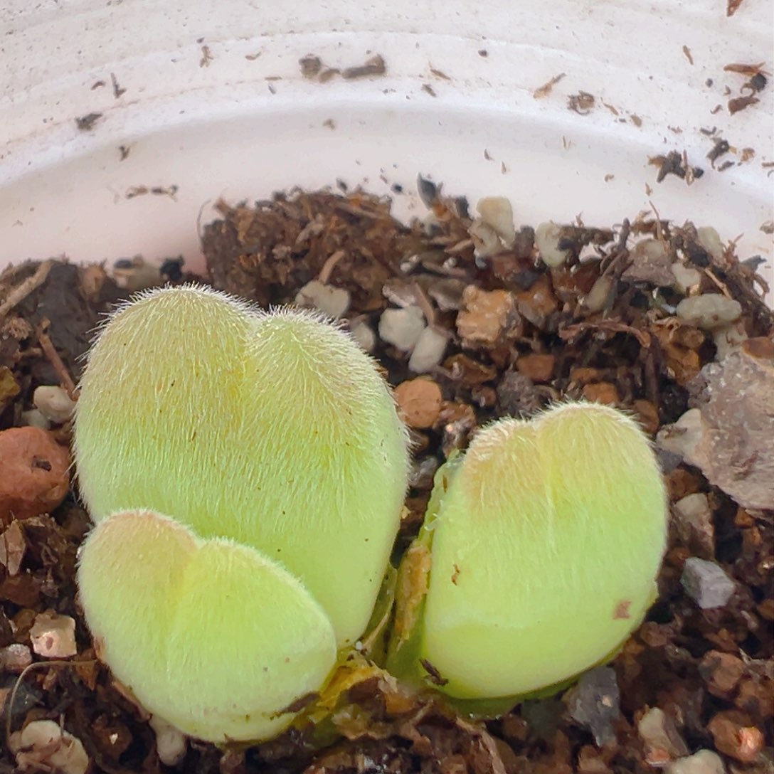 123多肉植物百科知识