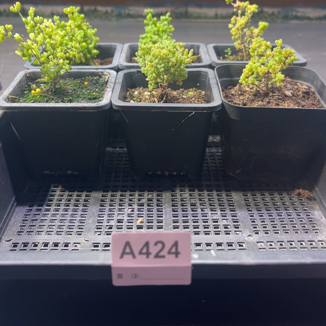 枝干番杏多肉植物424