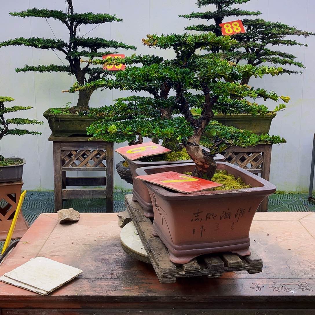 往***事无花朵罗汉松一物一拍