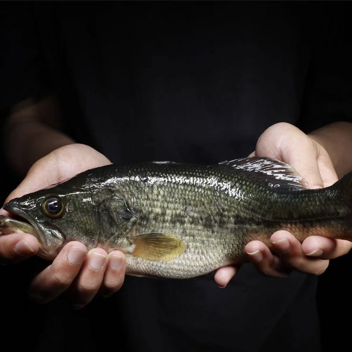 鲈鱼一条，鲜活可处理，小时送达