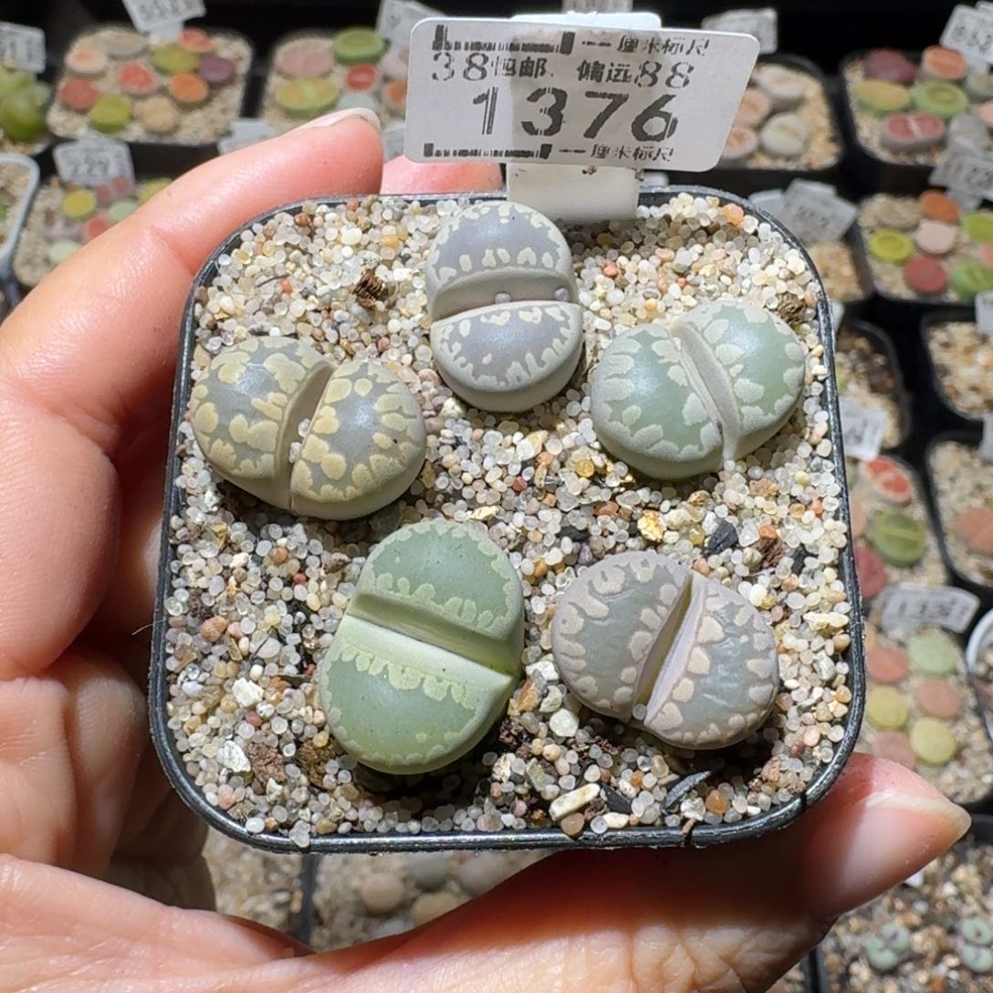 Sss精品便宜出了1376