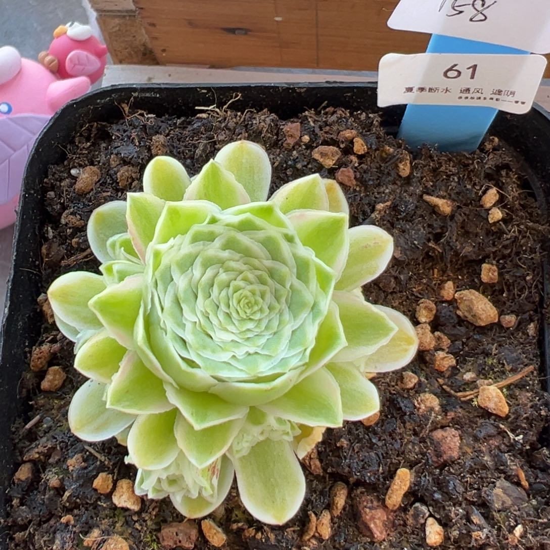 61号秋夕锦—山地玫瑰