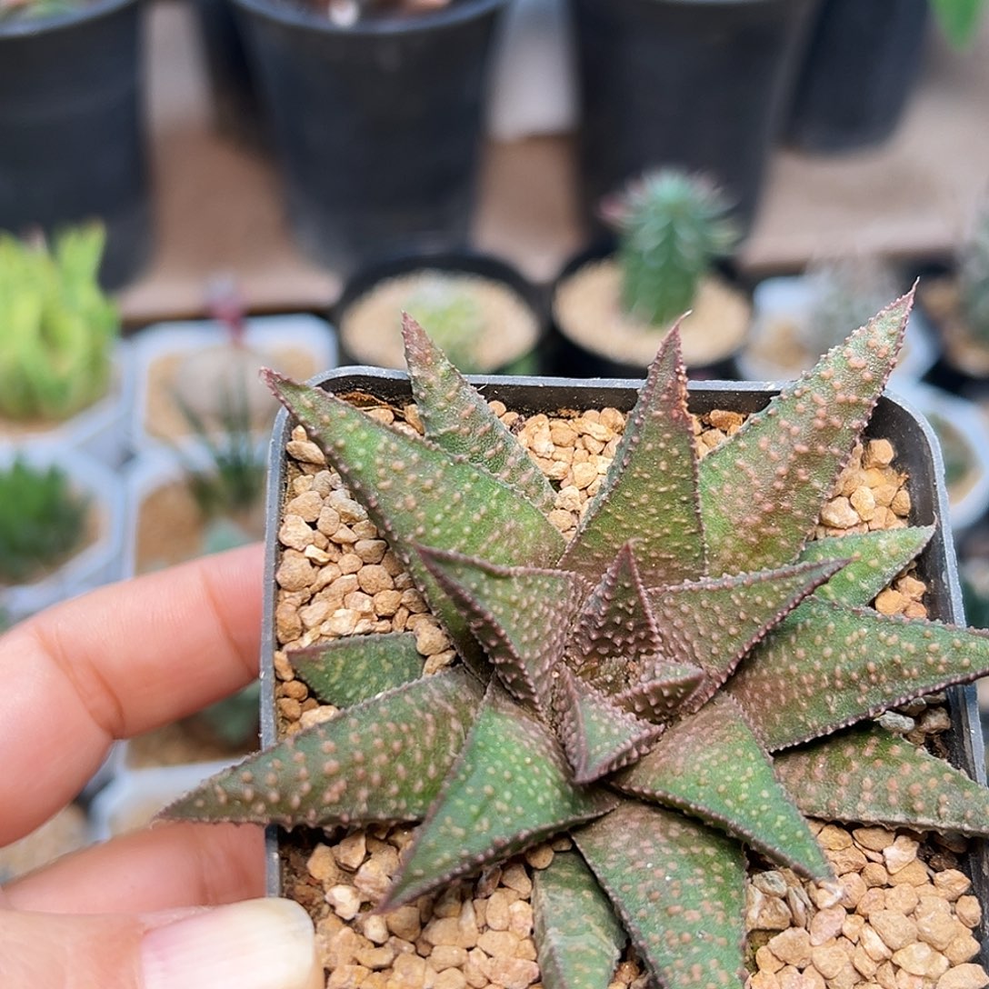 天狼星硬叶十二卷一颗