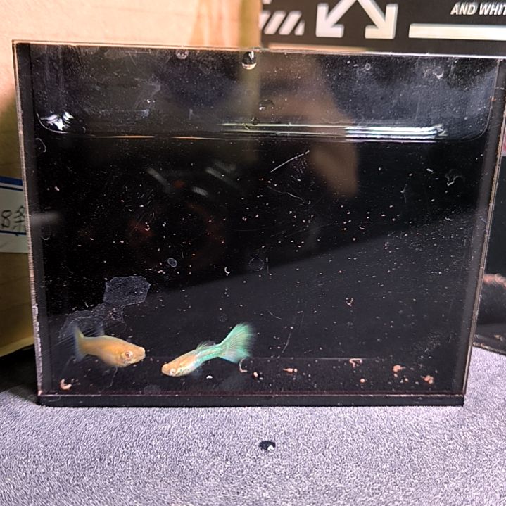 孔雀鱼极光幻彩，一公一母，满30包邮，不满加10元运费。