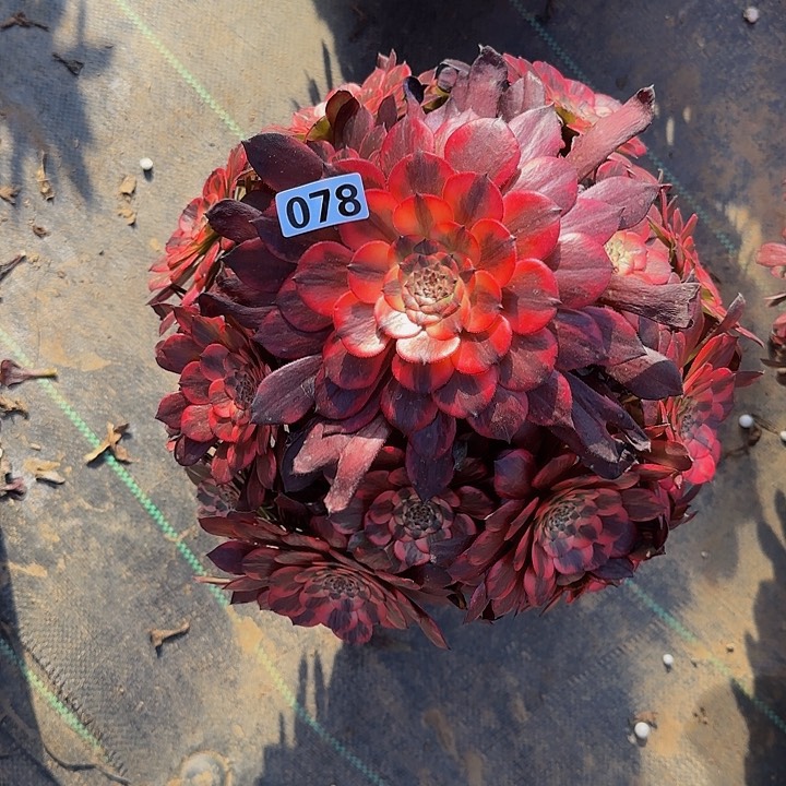 一****赢078烟花多肉法师