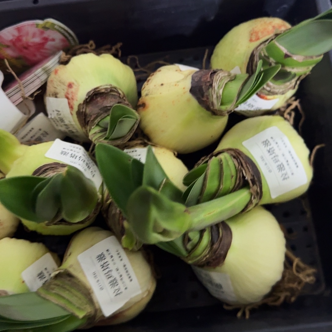 拉滋玛塔滋长花剑福利球