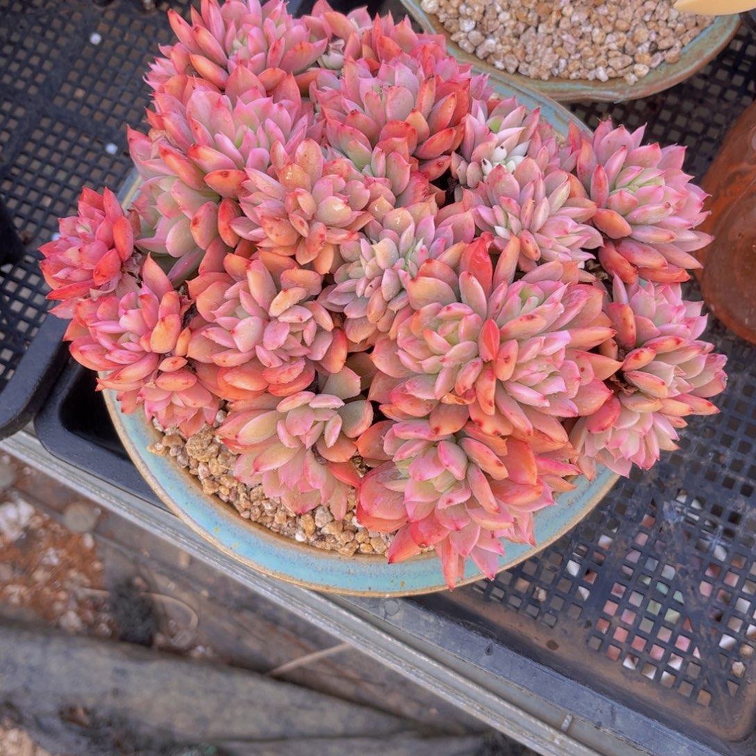 20公分99块8分好99999