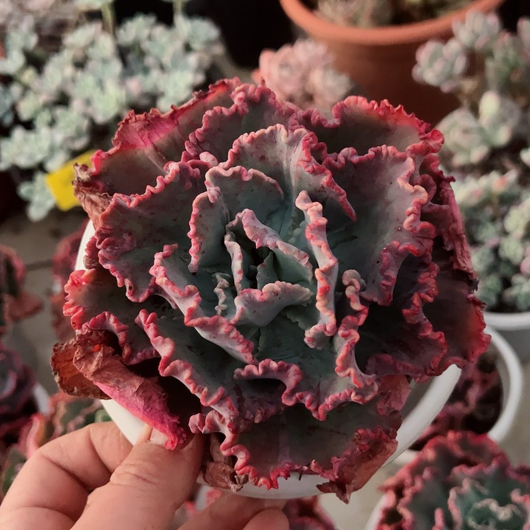 舞会红裙大单头老桩