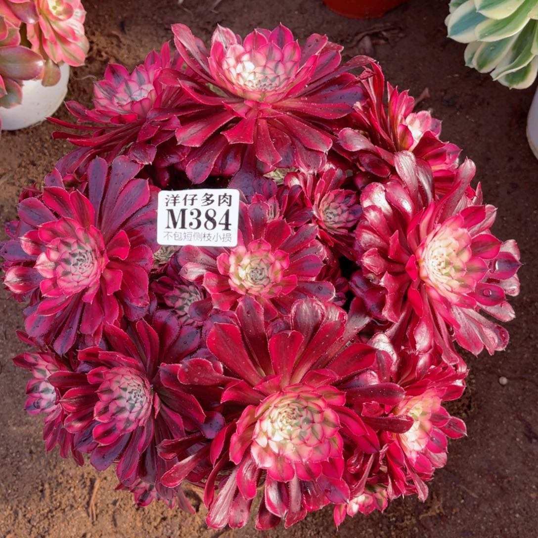 384红彤白 冠幅25左右