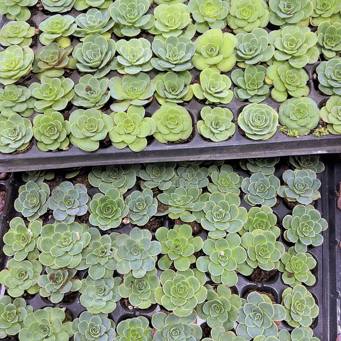 玫瑰混25个19包邮多肉