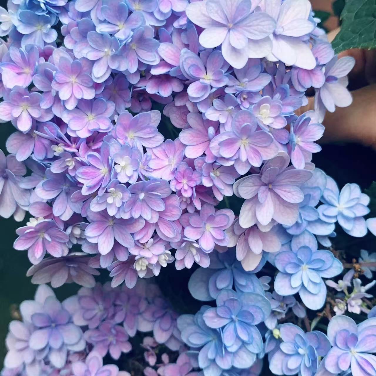【佳澄】绣球花盆栽花卉庭院阳台新手易养护喜水植物