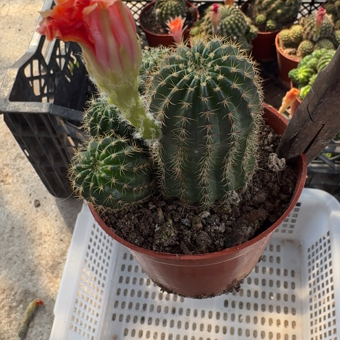 &***&无花朵丽花哈哈哈哈哈哈哈哈