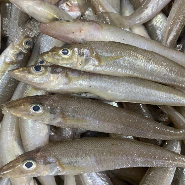 野生沙丁鱼 低脂高蛋白 山东日照发货 顺丰包邮