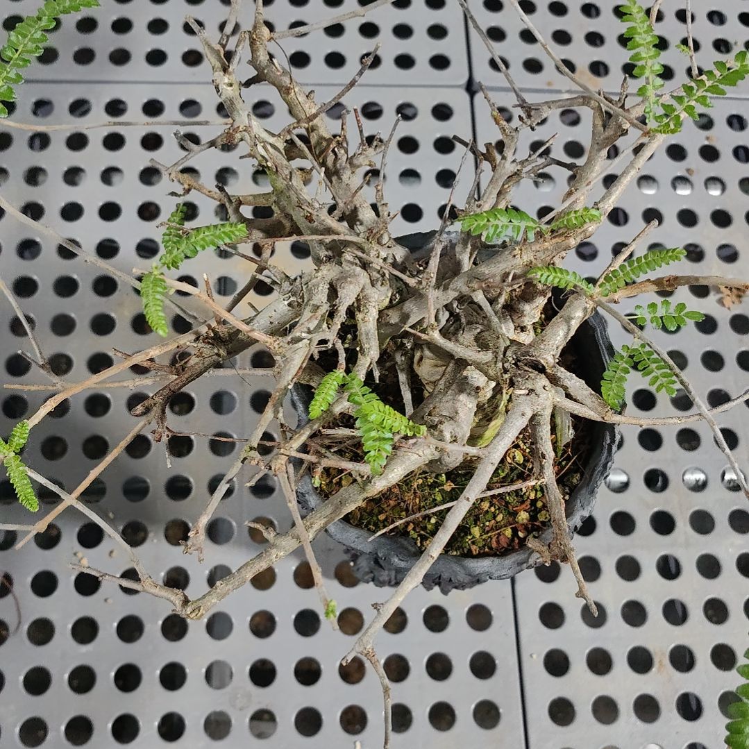 产地尼勒达乳香熟桩可寄养