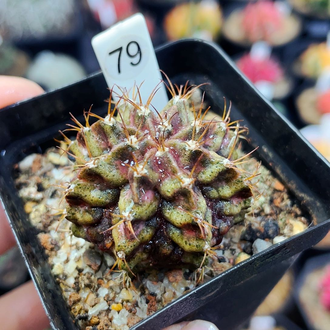 非偏远地区满25包邮仙人球