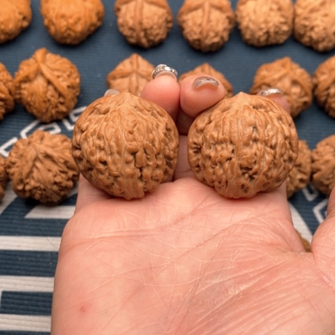 橄榄核手串/手链黑金刚36