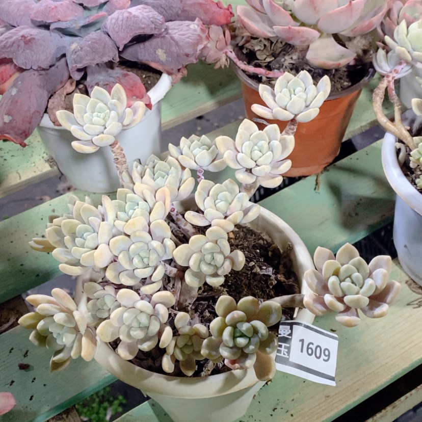 【闪购商品】克洛伊1609