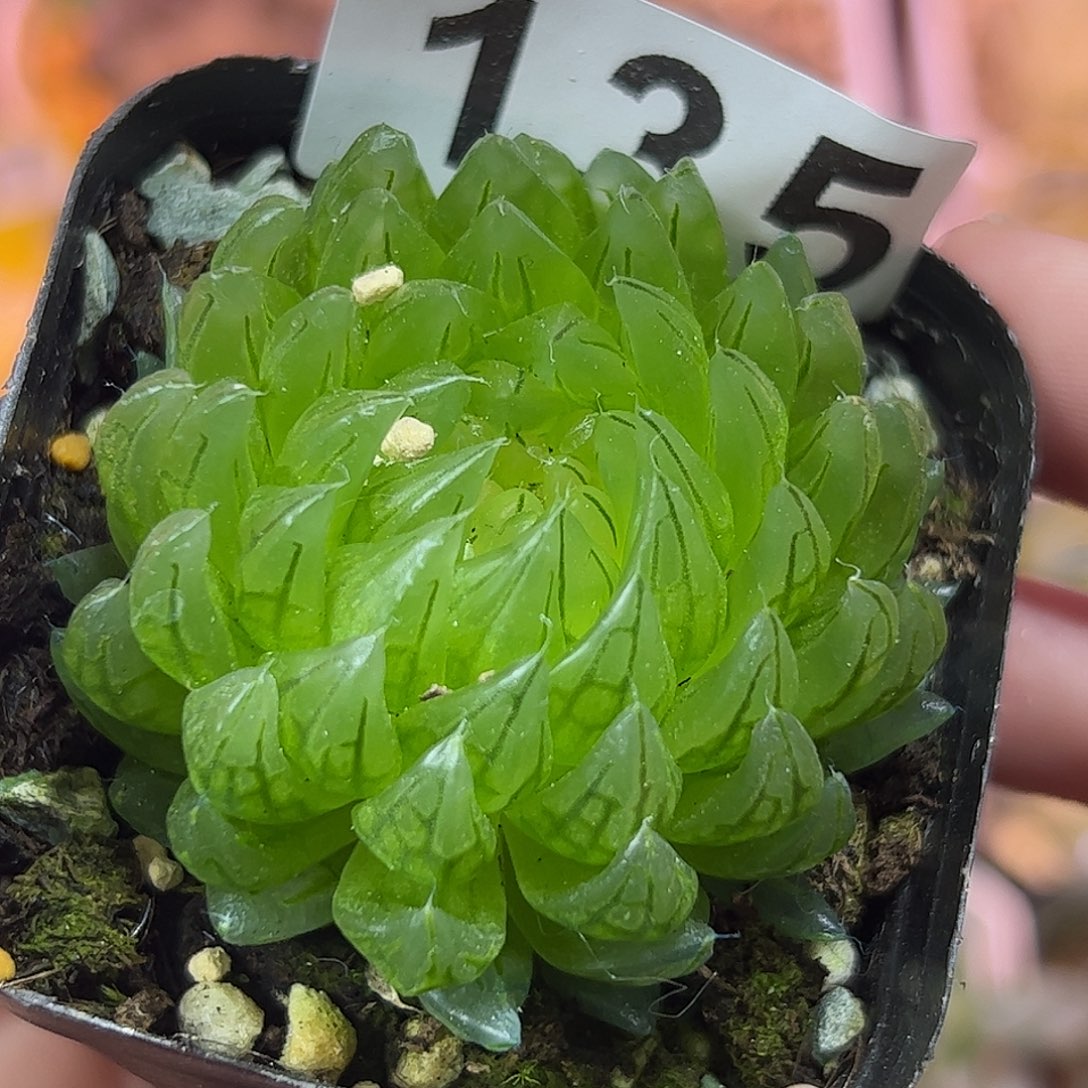 樱变十二卷多肉植物满