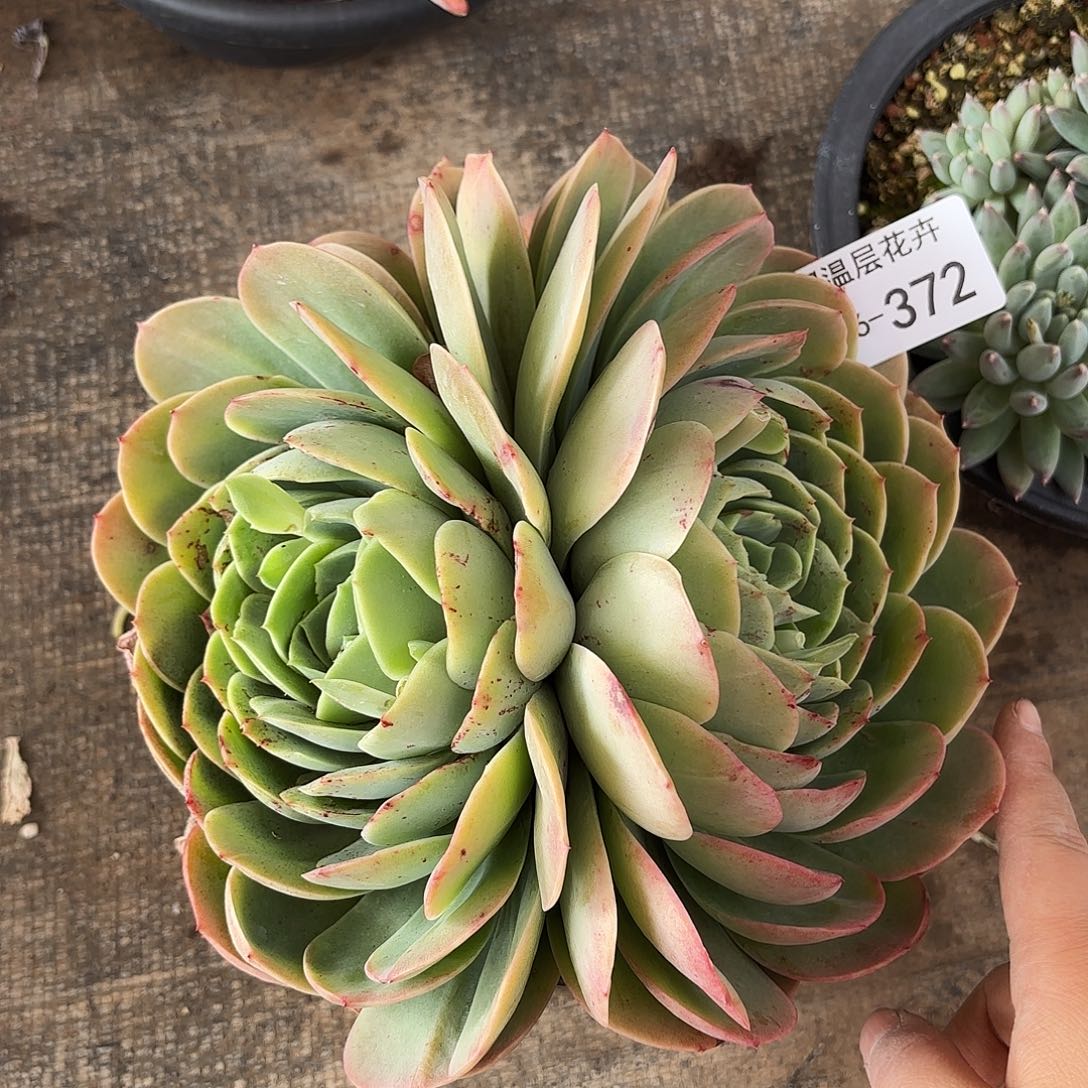 同温层多肉桃花坞372