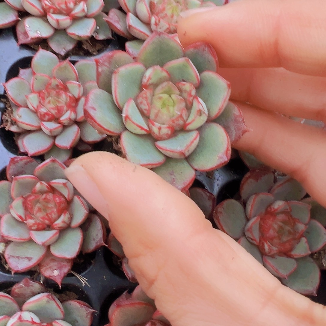 烟火向日葵5颗苗19包邮