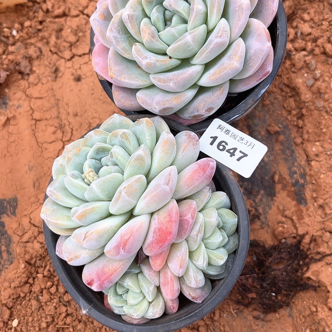 阿雅园艺。   1647