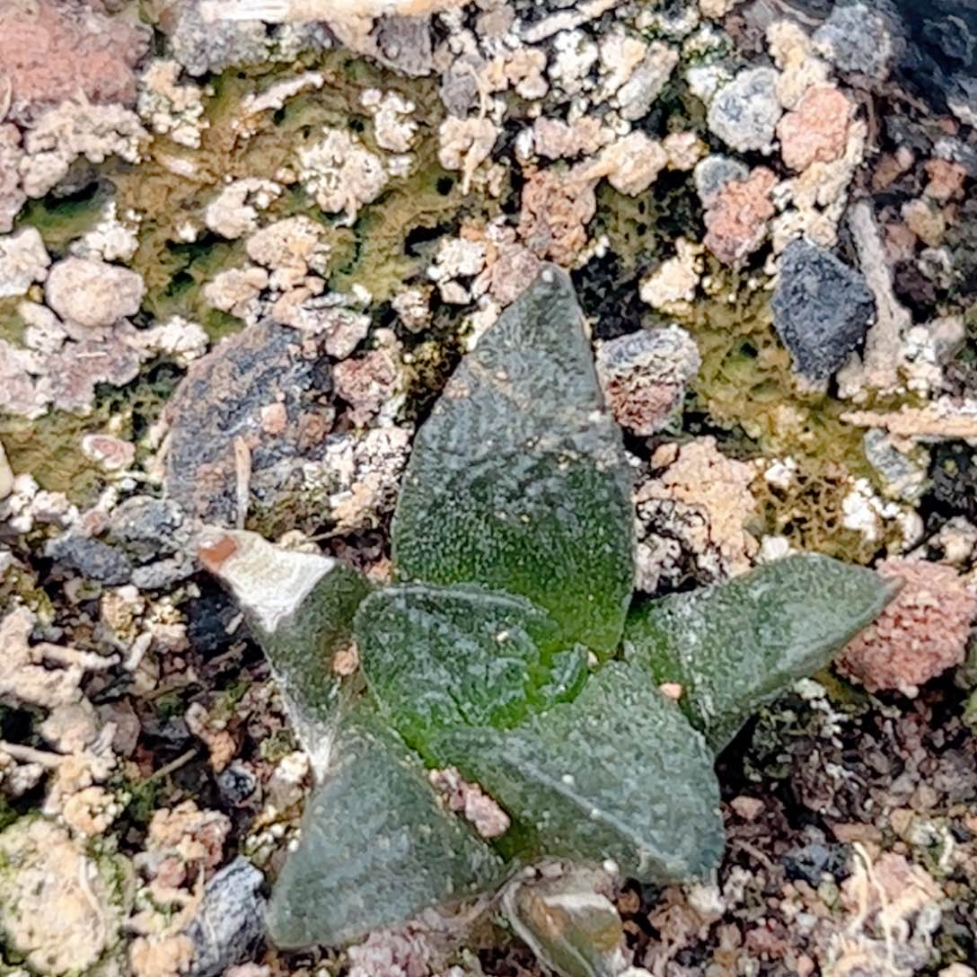 实生 小龟甲牡丹