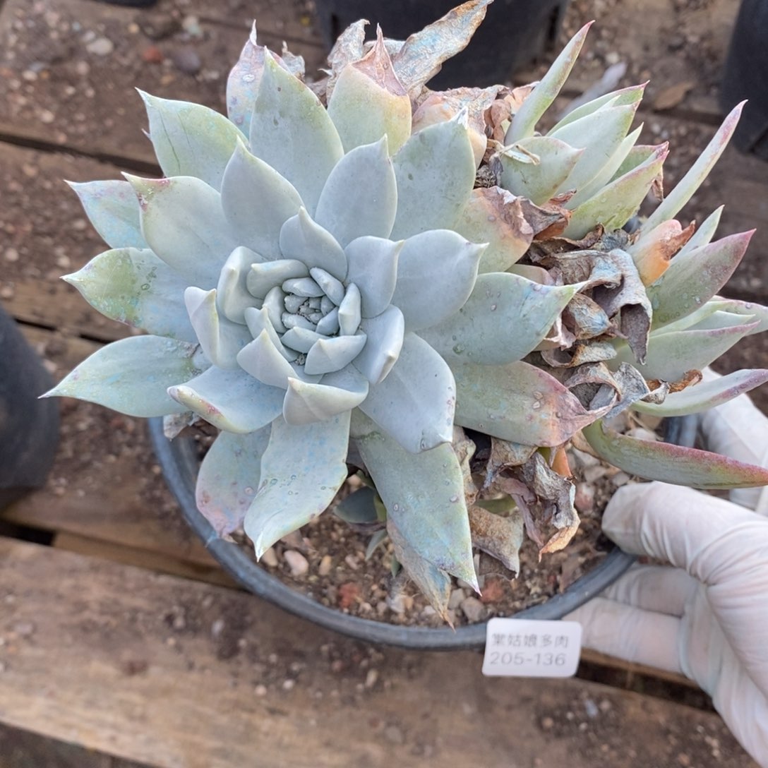 136号牡丹叶粗腿子