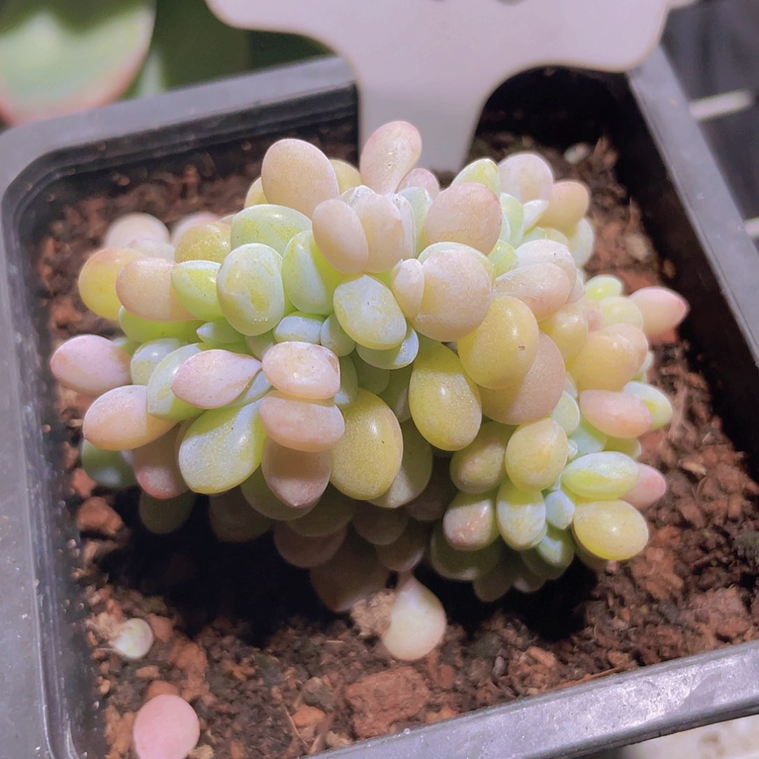 粉兔缀w085一物一拍