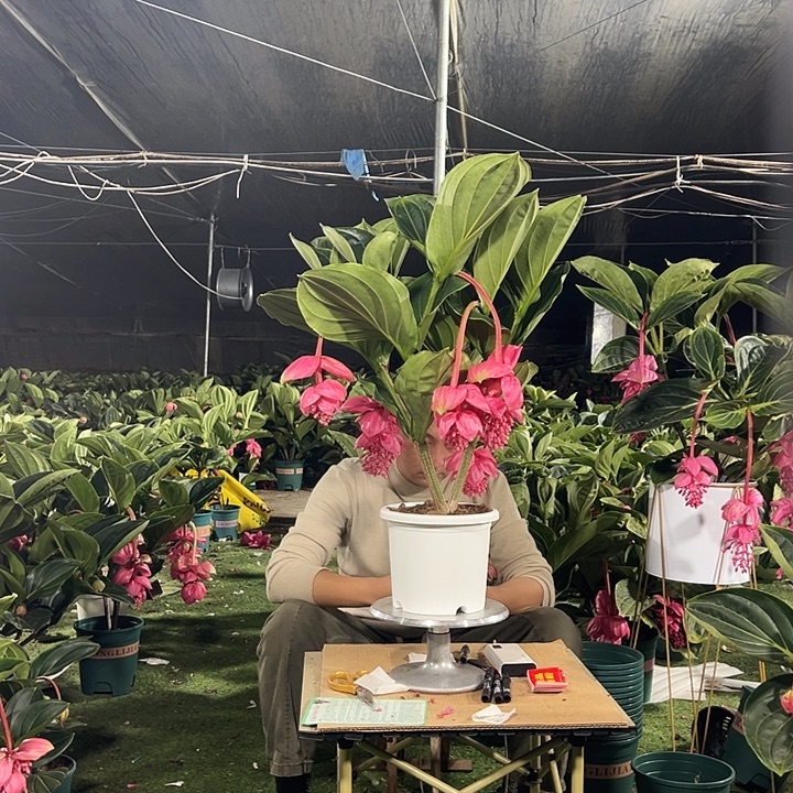 欣***然少量花朵（建议范围：2朵-5朵 或40%以下）