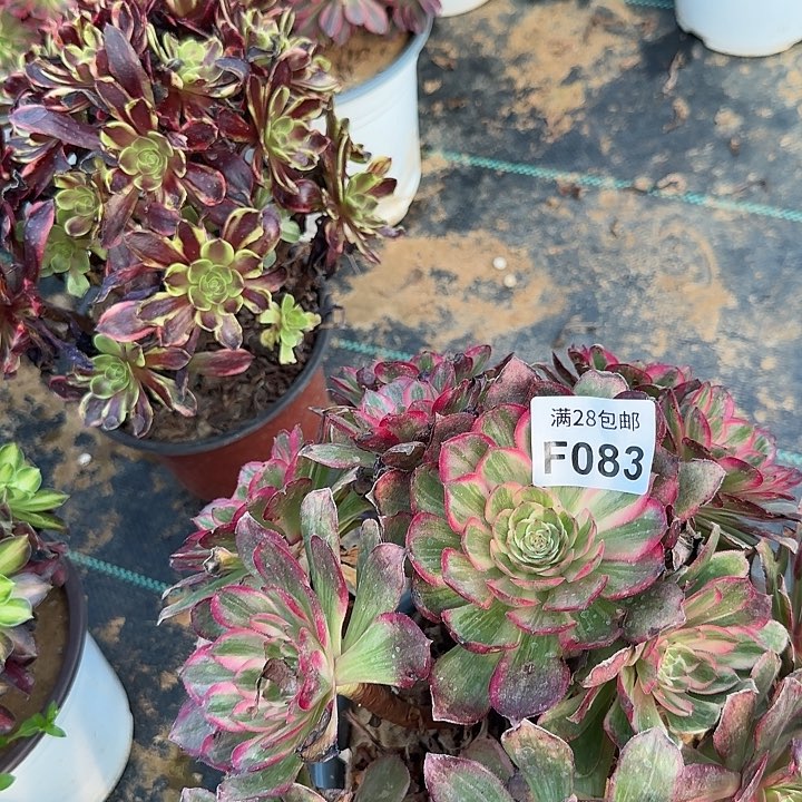 083莲花座多肉植物