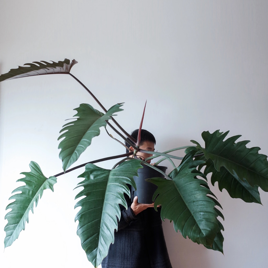 冥王星焦糖蔓绿绒绿植耐阴客厅大植物办公室盆栽大颗室内阳台