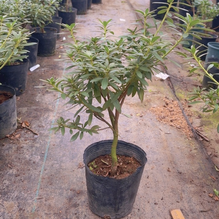 完全开放岸牡丹杜鹃花