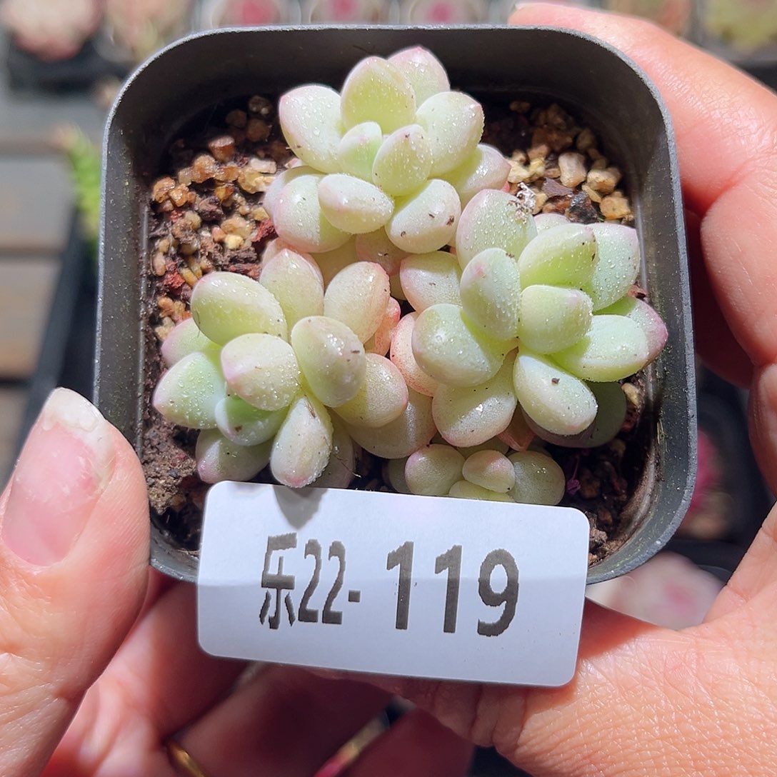 乐22-119泡泡糖群