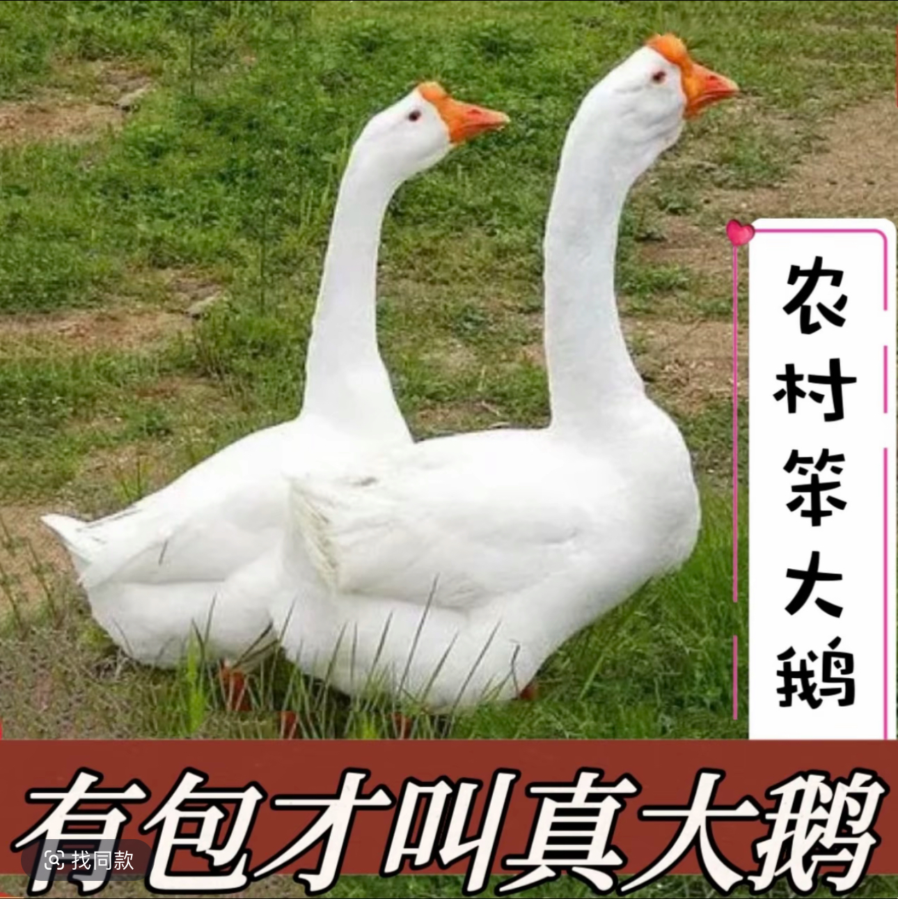 农村散养笨大白鹅冷链包邮现宰现杀带内脏