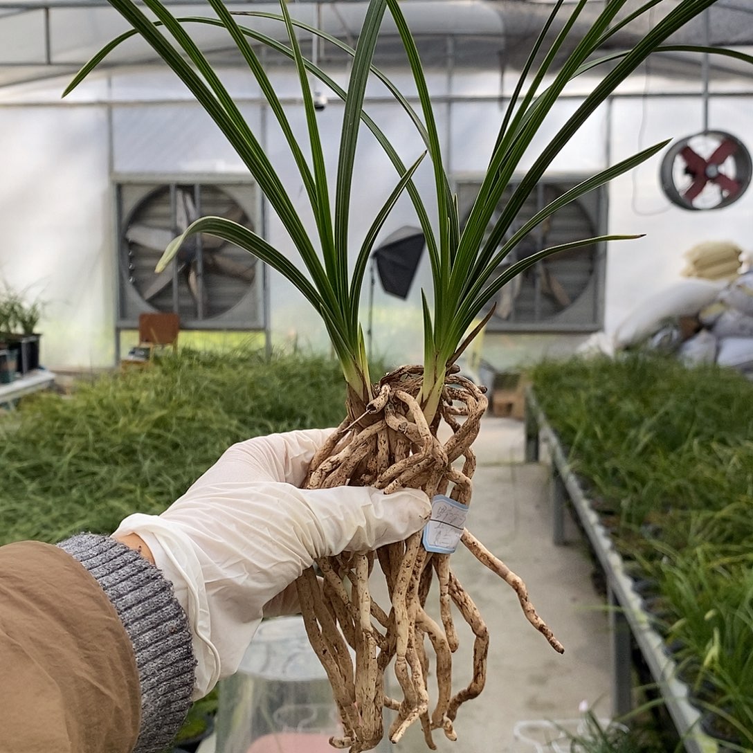 完全开放边草现在无花载培可开