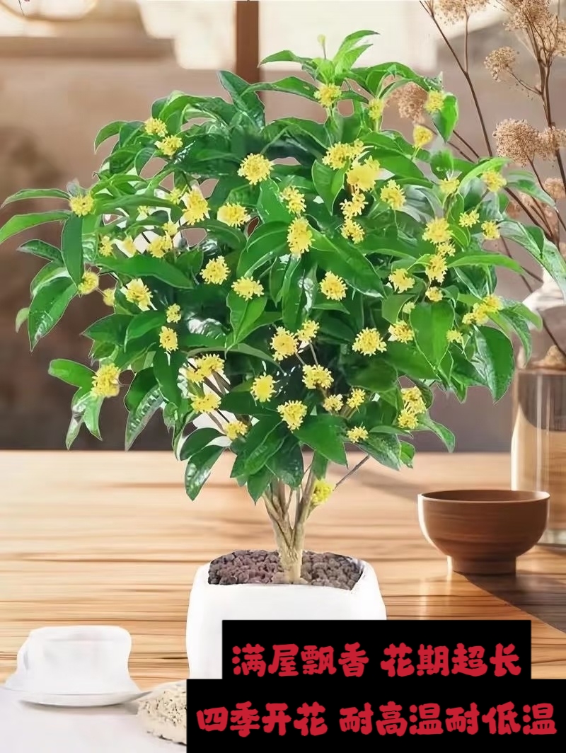 新春提前购 四季桂花四  花期超长 爆花小机器 新手可入