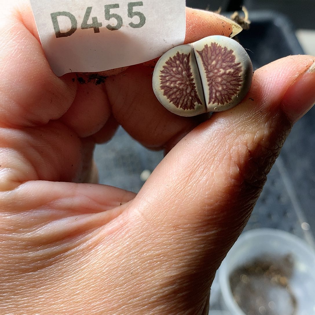 D455多肉植物保护