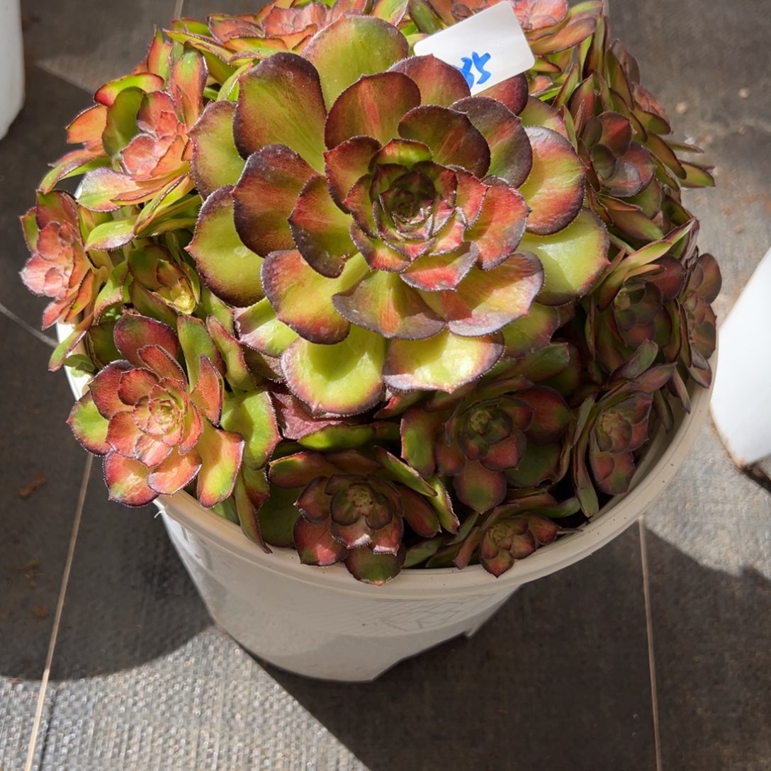 85龙鳞多肉嘻嘻嘻