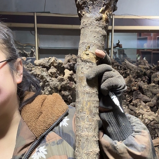 香榧木超*火琉璃的博客，播